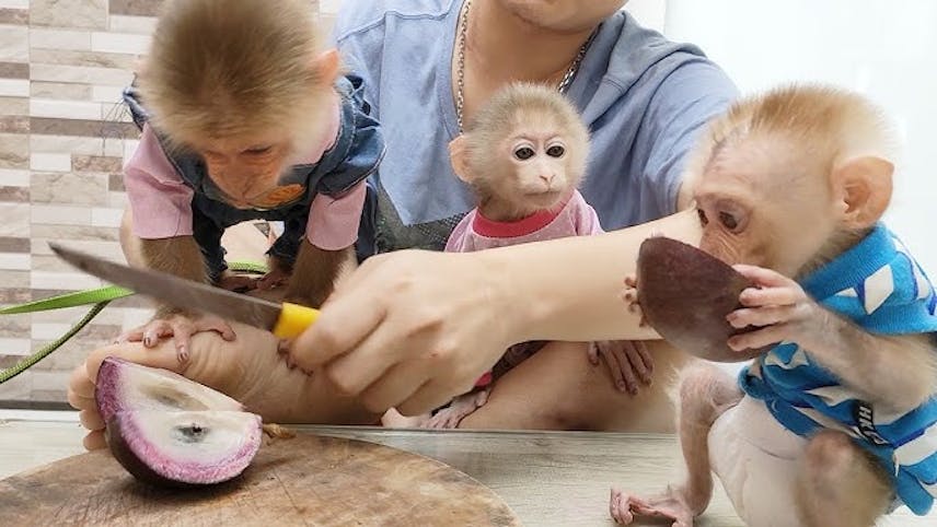 CAPUCHIN MONKEYS AVAILABLE FOR ADOPTION